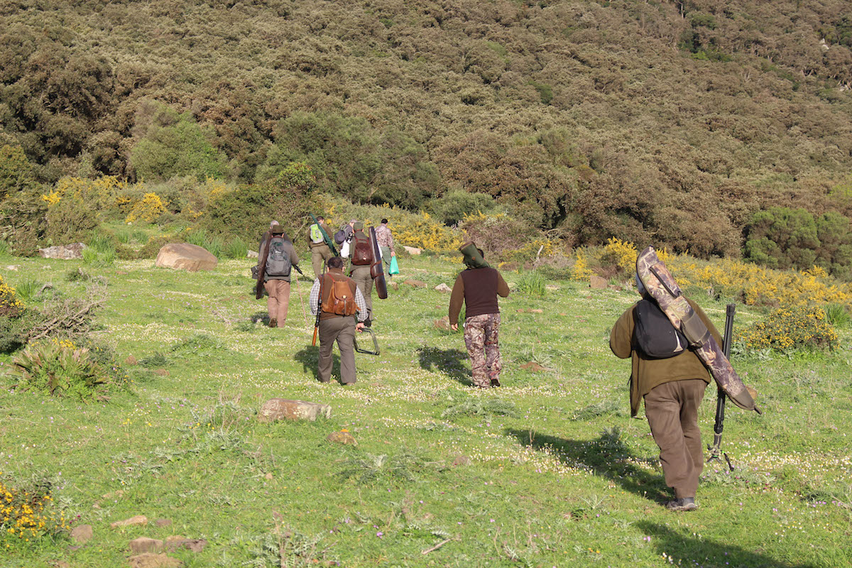 Camino al cazadero (Los Barrios, C&aacute;diz)
Una vez que se ha realizado el sorteo, los cazadores dispuestos en las armadas son llevados por el &ldquo;postor&rdquo; hacia cada una de las puertas. Si antes eran las caballer&iacute;as las encargadas de realizar esta labor, hoy la regla consiste en que los monteros acudan motorizados hasta que la inaccesibilidad de los terrenos obliga a poner pie en tierra para llegar a cada puesto de caza. El postor, que encabeza el grupo, ir&aacute; situando a cada quien en el puesto que le toc&oacute; en suerte, en armadas que, o bien se sit&uacute;an en las zonas lim&iacute;trofe de la finca (armadas de cierre), o bien en zonas de traves&iacute;a interior (&ldquo;traviesas&rdquo;). La visibilidad, la pendiente, la posici&oacute;n relativa de los puestos en relaci&oacute;n a las veredas por donde transitan habitualmente las reses o la direcci&oacute;n del viento, ser&aacute;n los factores que el cazador tendr&aacute; en cuenta para tener una mejor o peor predisposici&oacute;n con la &ldquo;puerta&rdquo; que le ha tocado en suerte.
Una vez carguen los rifles, esperaran silenciosos en sus puestos, pasando lo m&aacute;s desapercibidos posibles, a pesar de las inclemencias del tiempo. Las voces de los perreros y los ladridos de las rehalas cuando atisban un rastro ser&aacute;n se&ntilde;ales que los mantendr&aacute;n alerta, a la espera de que entre una res entre la vegetaci&oacute;n. Describen el momento en el que la presienten como un momento de m&aacute;xima tensi&oacute;n por la descarga de adrenalina. Pero deben seleccionar su disparo en funci&oacute;n de la edad de la red, su sexo y de si existe alg&uacute;n peligro para los cazadores de puestos pr&oacute;ximos.
Tendr&aacute;n que esperar a ser recogidos de nuevo por el postor, acompa&ntilde;ado por los monteros que han compartido armada, y todos se dirigir&aacute;n a la comida con la que se cierra la monter&iacute;a.